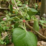 Jatropha cinerea ©JL P1040565.jpg